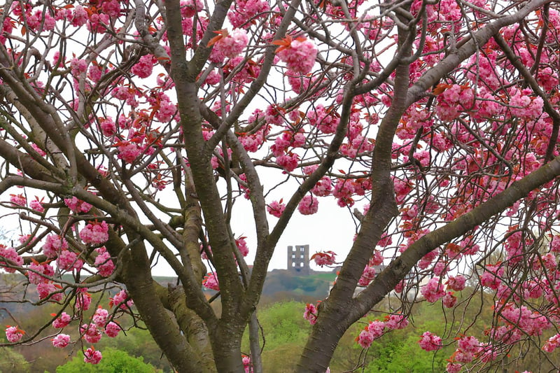 Beautiful blossom surrounding the castle on a grey day
picture by Beverley Senturk