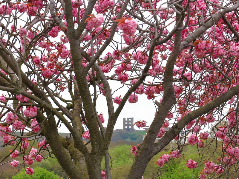 Beautiful blossom surrounding the castle on a grey day
picture by Beverley Senturk