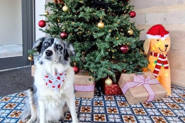 Posing by the tree