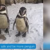 The penguins at Sewerby Hall teaching the public how to waddle in the snow. Photo courtesy of ERYC.