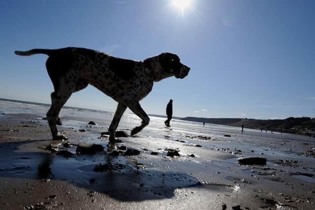 Residents are being encouraged to comment on the rules for walking dogs at coastal locations to promote responsible ownership and ensure a safe environment.