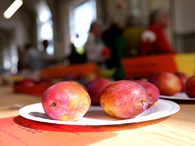 First prize plums