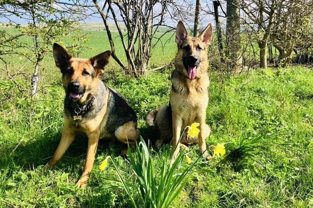 Baylie and Willow out enjoying the spring sunshine in Scarborough!