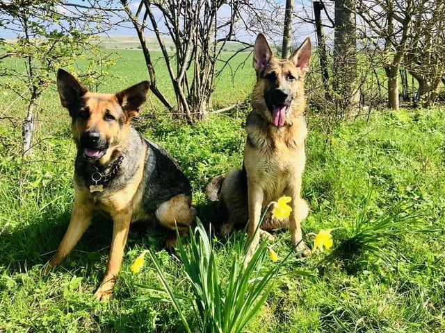 Baylie and Willow out enjoying the spring sunshine in Scarborough!