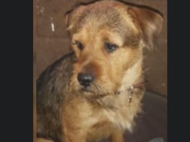 Milo is a two-year-old Patterdale Terrier/Rottweiler cross. He needs to be rehomed with firm and experienced dog owners. Call Bob on 01947 810787 to enquire.