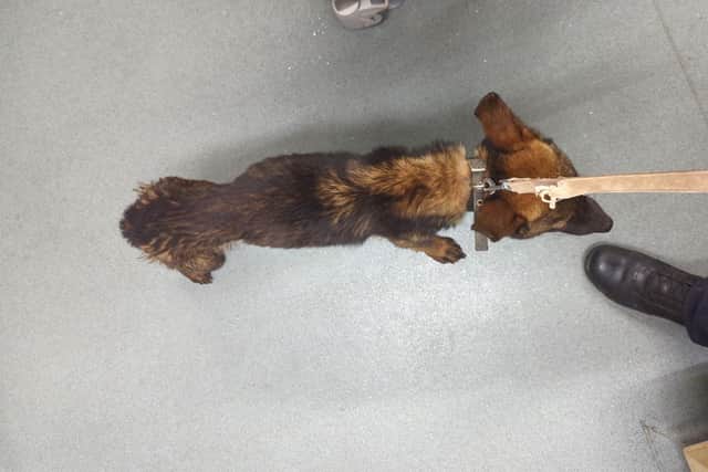 Merlin was signed over to RSPCA care but in the weeks that followed his physical and mental health continued to deteriorate and he was put to sleep on veterinary advice. Photo credit: RSPCA.