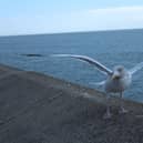 Seagull control is a 'very emotive issue' in the borough of Scarborough