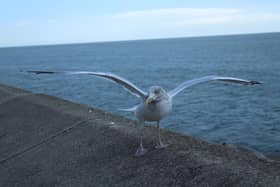 Seagull control is a 'very emotive issue' in the borough of Scarborough