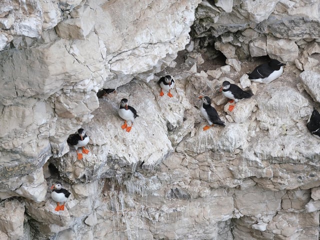 Puffins on the craggy rocks of Flamborough Head.
