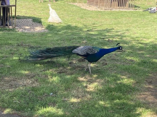 Stunning Peacocks free roam across the animal park and are the first welcome to visitors as they arrive.