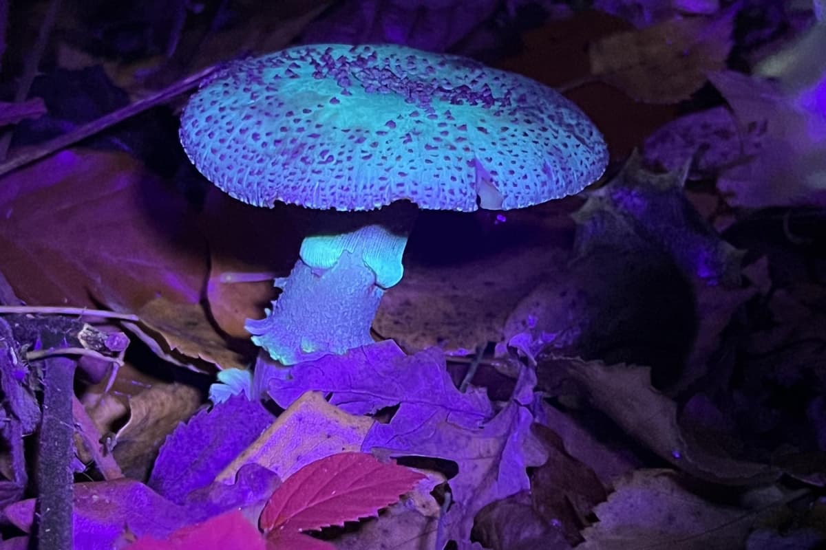 UV fungi walk one of highlights of Dark Skies Fringe Festival in North ...