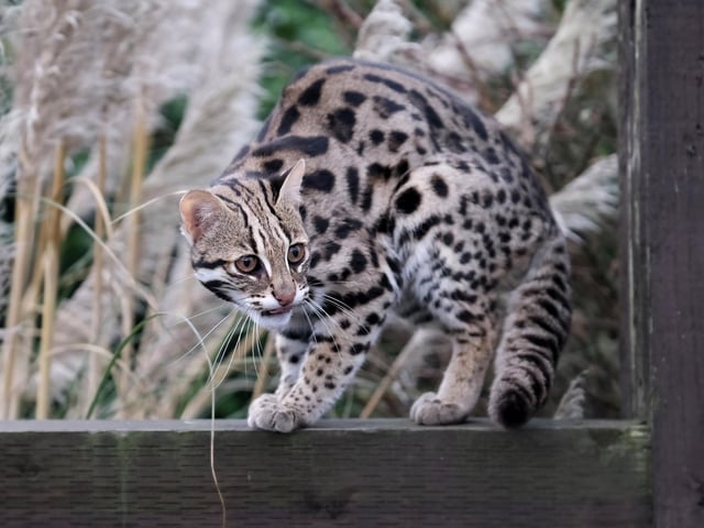 An Asian leopard cat