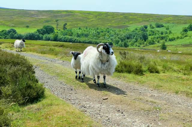 Sheep in Commondale.