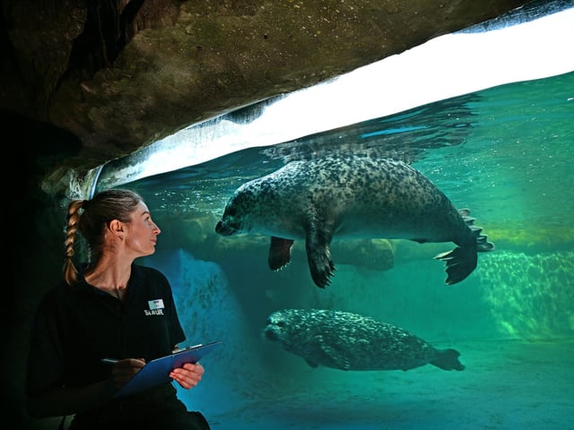 Estelle Rose German checks on the seals.