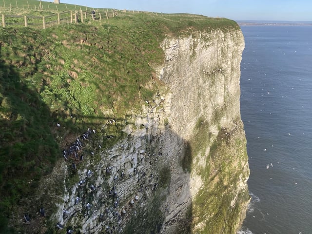 Bempton cliffs house the biggest mainland breeding colony of Gannets, who feed by flying high and circling, before plunging into the sea