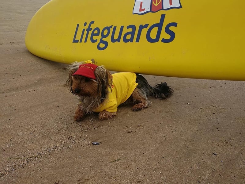 This little dog is looking fabulous in their RNLI merch.