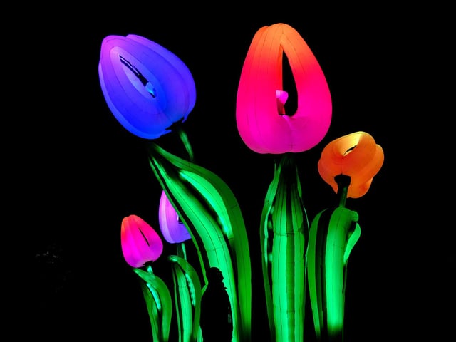 Pretty flowers.