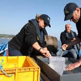 Juvenile lobsters released into the sea.