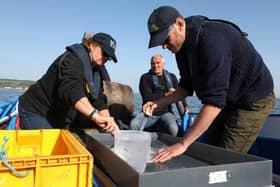 Juvenile lobsters released into the sea.