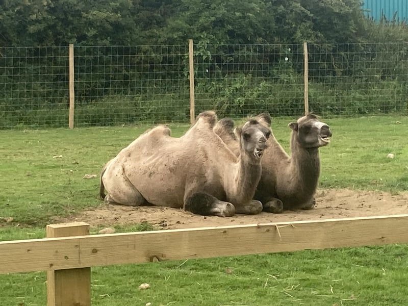 Two camels chilling and chewing their food.