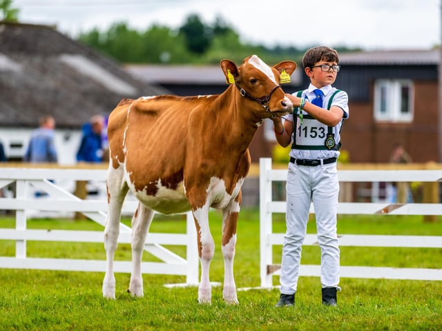 Archie Lee, aged 10, of Raskelf, near Easingwold, holding a Red Holstein called 'Brenaco Aurora' from Crystalclear Holsteins during the Dairy Young Handlers Class