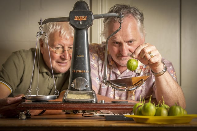 Howard Hebdon and Ken Fletcher weighing this year's entries to the Egton Bridge Gooseberry Show near Whitby.
picture: Tony Johnson