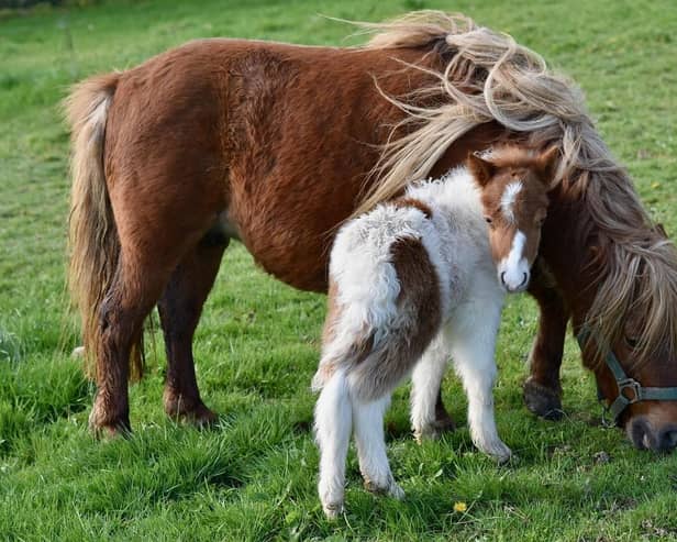New to HAF in 2025 are horse riding lessons, yoga and mindfulness, roller disco, archery and Shetland pony interactions.