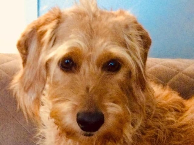 Poppy, sent in by Shirley Parsons.