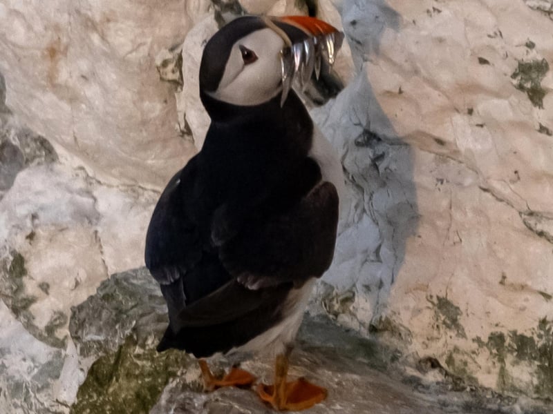 Puffin and Gannet Walks at RSPB Bempton Cliffs will take place on April 12, 15, 17, 21, 25 and 29, as well as continuing in the Spring and Summer months. Join the RSPB for a scenic 2-hour stroll along the cliffs as they celebrate the return of our incredible seabirds. Keep your eyes peeled for the first Gannets, Kittiwakes, Guillemots, Razorbills—and of course, the star of the show, the Puffin! The friendly and knowledgeable guides will share the latest wildlife sightings and fascinating insights along the way. It’s the perfect way to experience the breath-taking cliffs and the magic of spring migration.