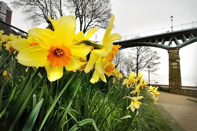 Daffodils add a splash of colour on a dull Scarborough day. pic Richard Ponter