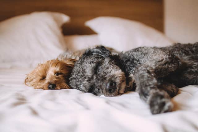 Help your pets to feel secure and settled in their new home....moving is a stressful experience for them too.