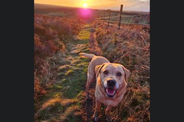 This gorgeous dog is out enjoying a glorious sunset in Whitby.