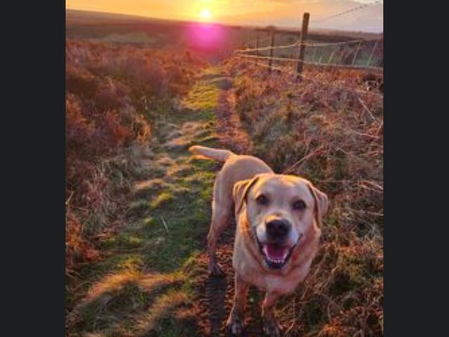 This gorgeous dog is out enjoying a glorious sunset in Whitby.