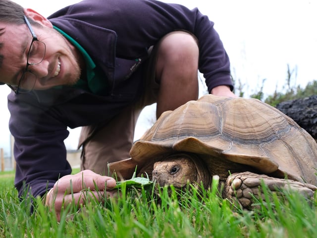 Chris Holah feeds a Giant Tortoise