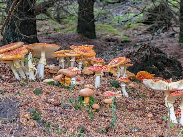 Fly Agaric at Dalby Forest.