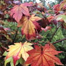 There are hundreds of Japanese maples to choose from but favourites include Acer japonicum ‘Vitifolium’