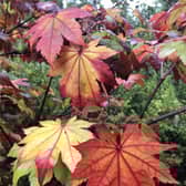 There are hundreds of Japanese maples to choose from but favourites include Acer japonicum ‘Vitifolium’