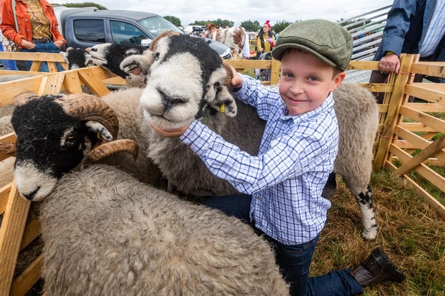 Tyler Thompson, aged nine of Rosedale, with a group of Swaledale Sheep.