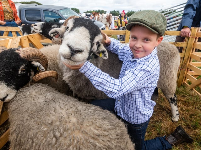 Tyler Thompson, aged nine of Rosedale, with a group of Swaledale Sheep.