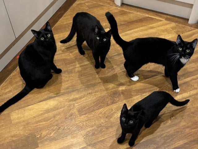 Georgios, Baloo, Figaro and Odie.