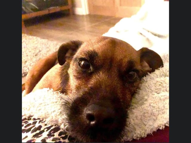 This is Poppy, who is showing off her wonderful nose in this photo.