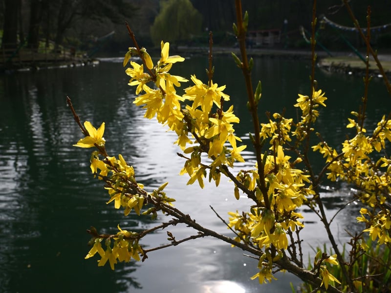After a long winter, Peasholm is finally in bloom.