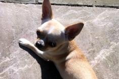 Lola is a seven-year-old Chihuahua who is looking for her forever home. She needs somewhere with one or two people in a child free home. She has always been great with the visiting grandchildren but has sadly become jealous of the new baby in the house. She is okay with dogs outside but has never lived with one, so we also feel she needs to be the only dog. Lola loves walks, and the longer the better, but is also quite happy to play in the garden or sit on a lap for cuddles. Call Yorkshire Coast Dog Rescue on 075832 69614 or email ycdogrescue@btinternet.com for more information.