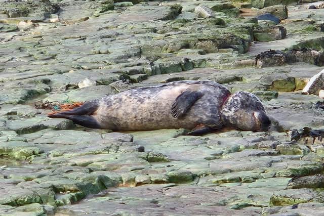 The seal had suffered severe injuries after becoming entangled in fishing gear
