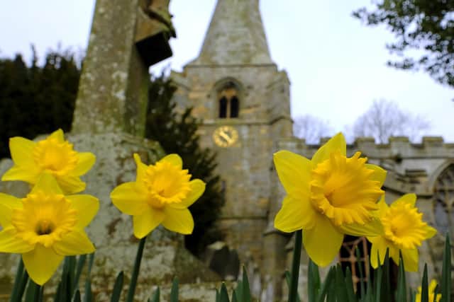 Daffodils at Brompton's All Saints Church.
picture: Richard Ponter