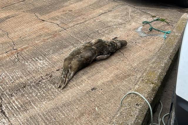 Lizzie recuperating - Image: Emily Mayman/BDMLR