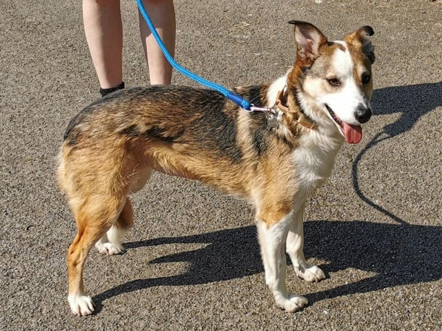 Boost is a Border Collie Cross who came to the centre via an inspector along with many other dogs as his needs were not getting met and due to this he can be quite nervous when meeting new people. Boost unfortunately has not been socialised outside of the house so everything for him at the moment is all very new, but he is slowly getting used to what the outside world has to offer. He will need adopters who will take things very slowly and help him to overcome his insecurities.