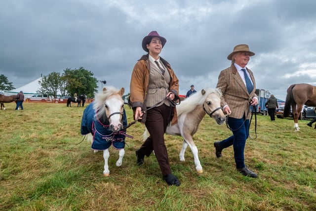 Pictured (left to right) Rachael Wrigglesworth, with Penny, and Judith Carveth, with Cheeky, exercise their two mini miniature Shetland ponies before competing