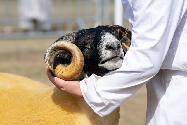 A sheep waiting patiently to be judged in the Overall Supreme Championship on the third day of the show