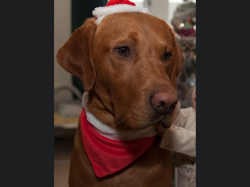 This gorgeous Scarborough pooch looks fantastic in their santa outfit.